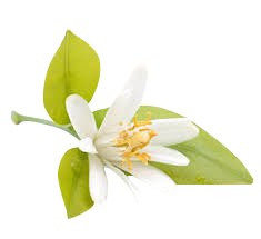 neroli flower